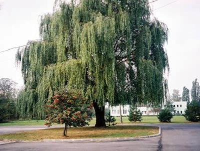 Przewodnik dendrologiczny