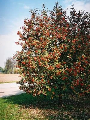 Przewodnik dendrologiczny