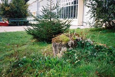 Przewodnik dendrologiczny