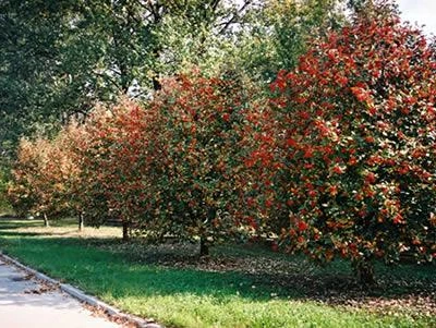 Przewodnik dendrologiczny