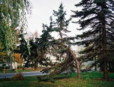 Przewodnik dendrologiczny