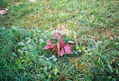 Przewodnik dendrologiczny